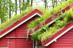 grass growing on green roof
